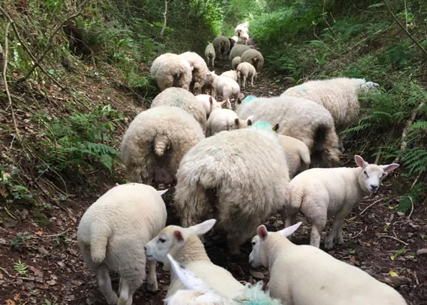 Sheep