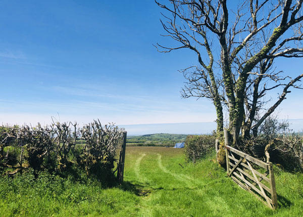 Open Gate and Field