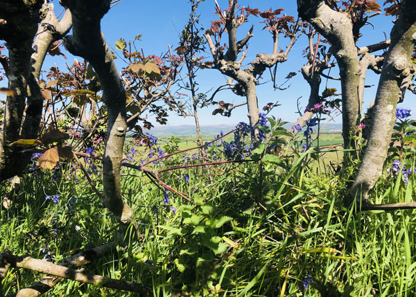 Trees and Bushes