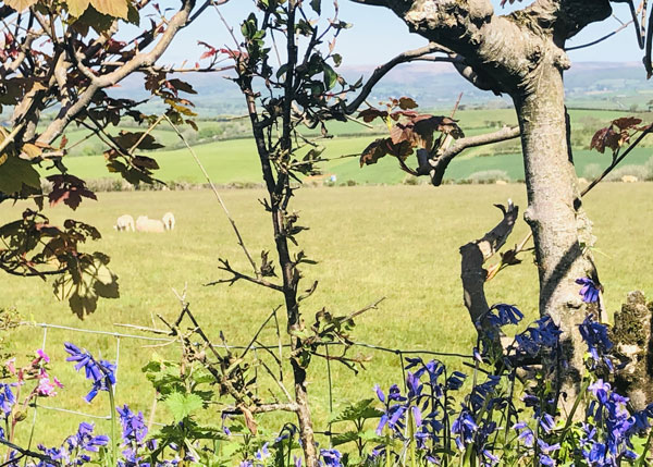 Meadow