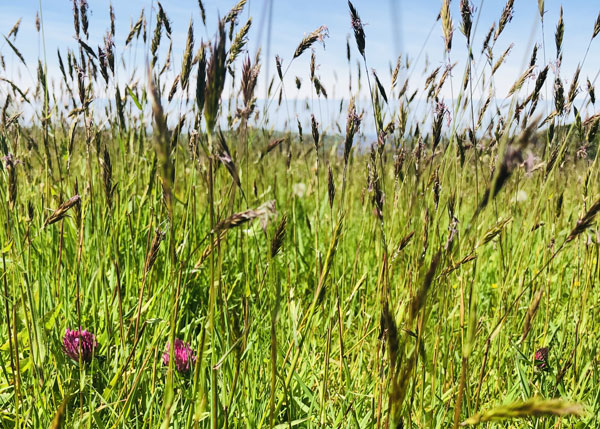 Wild Flowers